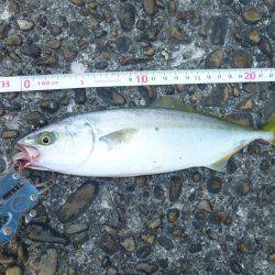 ツバス狩り　イマイチ