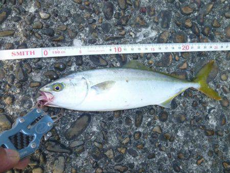 ツバス狩り　イマイチ