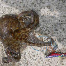 久しぶりのタコ