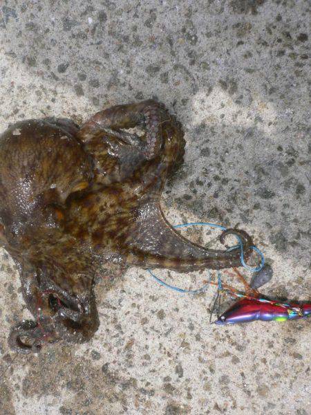 久しぶりのタコ