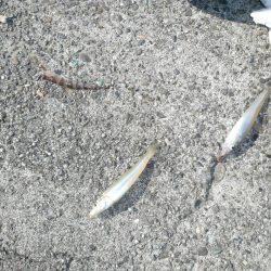 淡路のキスが釣れ始めました