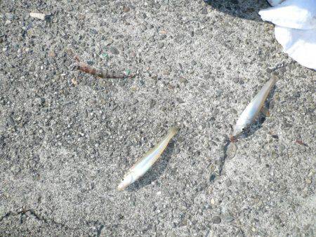 淡路のキスが釣れ始めました