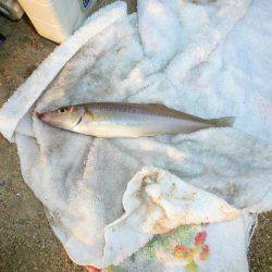 洲本砂場・洲本川で良型キスが釣れました