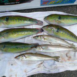 シーズン初の境水道釣行