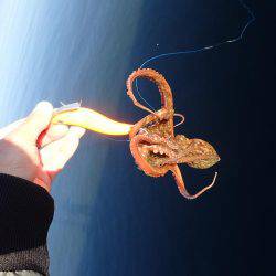 五目タコエギＤＥタコ♪