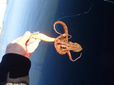 五目タコエギＤＥタコ♪