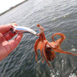 五目タコエギｄｅタコ