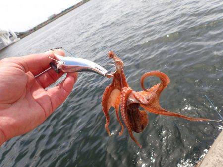 五目タコエギｄｅタコ