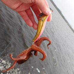 五目タコエギdeタコ♪