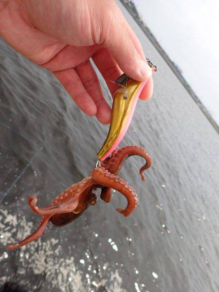 五目タコエギdeタコ♪