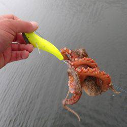 五目タコエギｄｅタコ