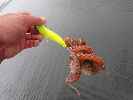 五目タコエギｄｅタコ