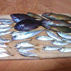 豆アジ＆ベラゲット！