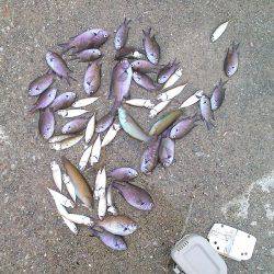 癒しの五目釣り