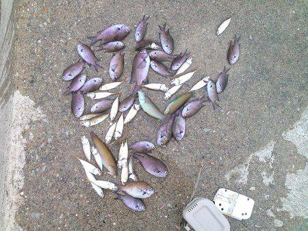 癒しの五目釣り