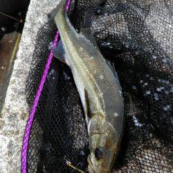 湾奥朝練　ボイル打ち