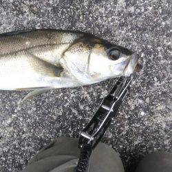 湾奥シーバス活性高し