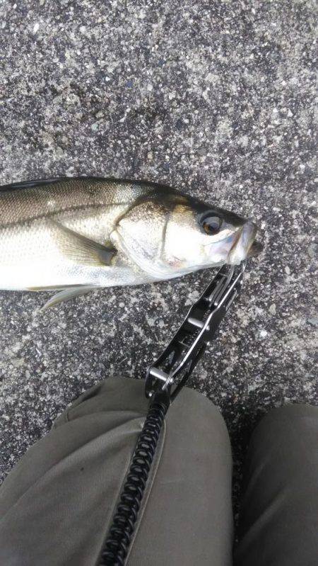 湾奥シーバス活性高し