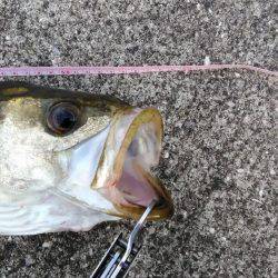 シーバス朝練釣行