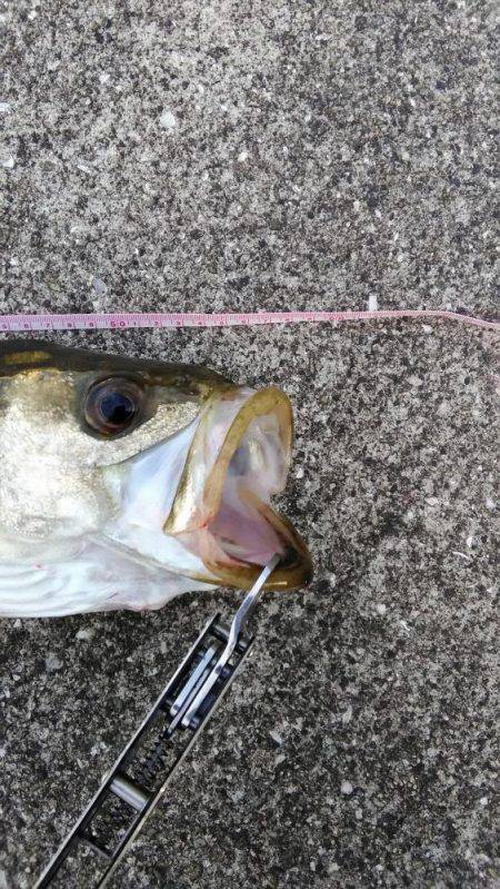 シーバス朝練釣行