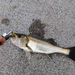 神戸湾奥シーバス朝練