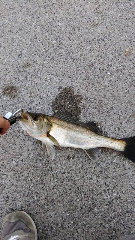 神戸湾奥シーバス朝練