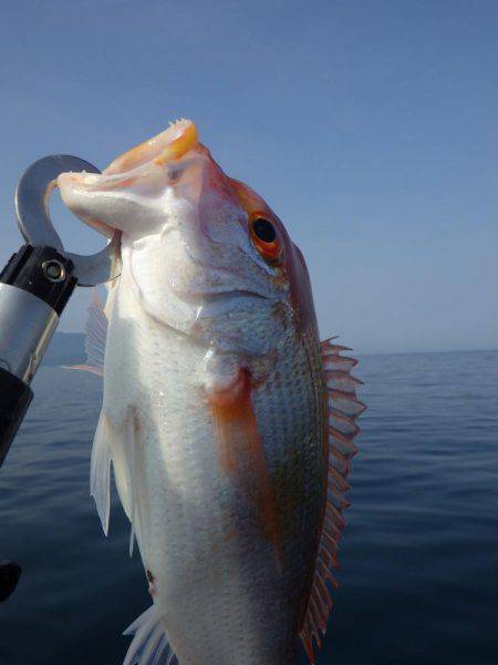 ジギング等いろいろ