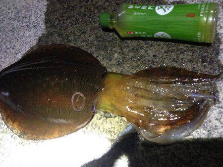 焼津　ふぃっしゅーな　アオリイカその他カサ…