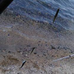 志賀浜で小あゆ釣り