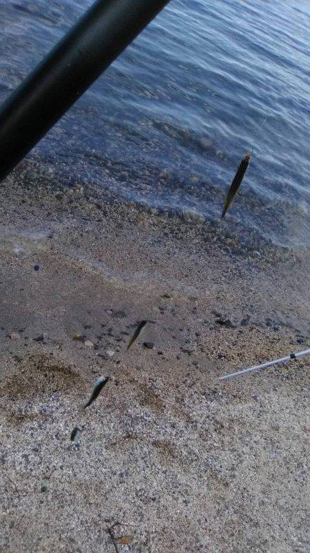 志賀浜で小あゆ釣り