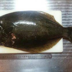 まさかのヒラメ