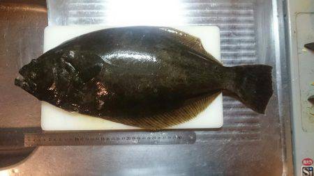 まさかのヒラメ