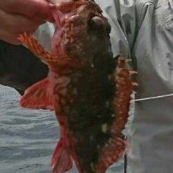 青物爆釣❗その2 何故こんなに釣れる‼️