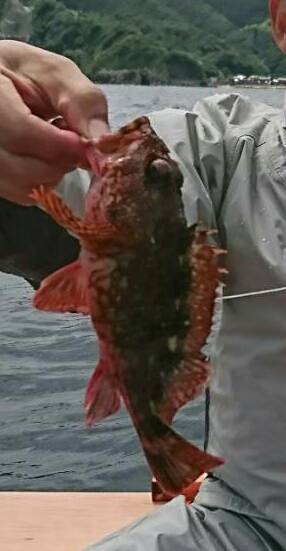 青物爆釣❗その2 何故こんなに釣れる‼️