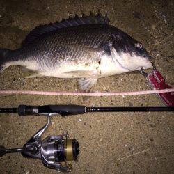 キビレ調査 NO,21