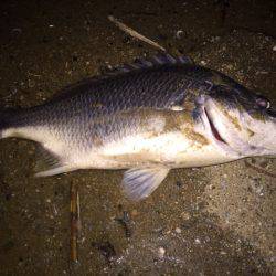 キビレ調査　ＮＯ，２３