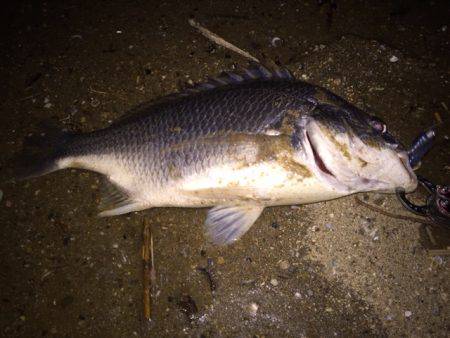 キビレ調査　ＮＯ，２３