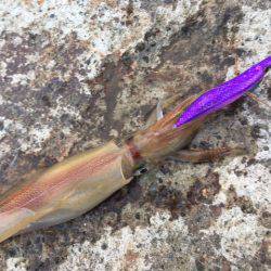 なんとヤリイカ