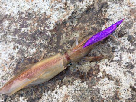 なんとヤリイカ