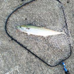 久々のサゴシ！！