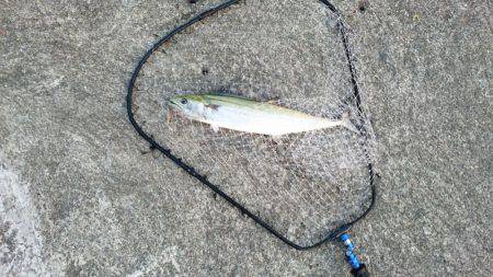 久々のサゴシ！！