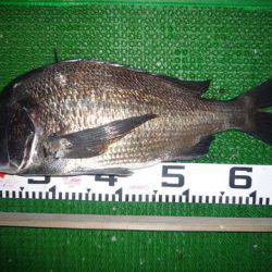 海山フィッシングセンター 釣果