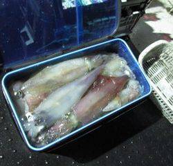 ジギング船 BLUEWATER 釣果