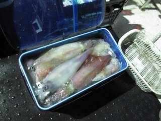 ジギング船 BLUEWATER 釣果