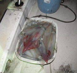 ジギング船 BLUEWATER 釣果