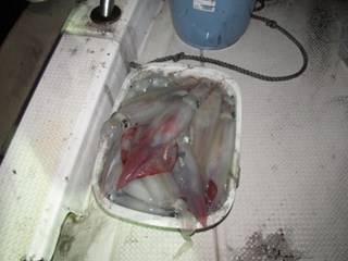 ジギング船 BLUEWATER 釣果