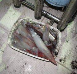 ジギング船 BLUEWATER 釣果