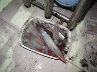 ジギング船 BLUEWATER 釣果