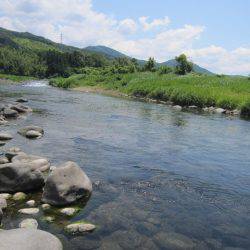 狩野川(狩野川漁業協同組合) 釣果