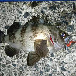 伊根でアジング